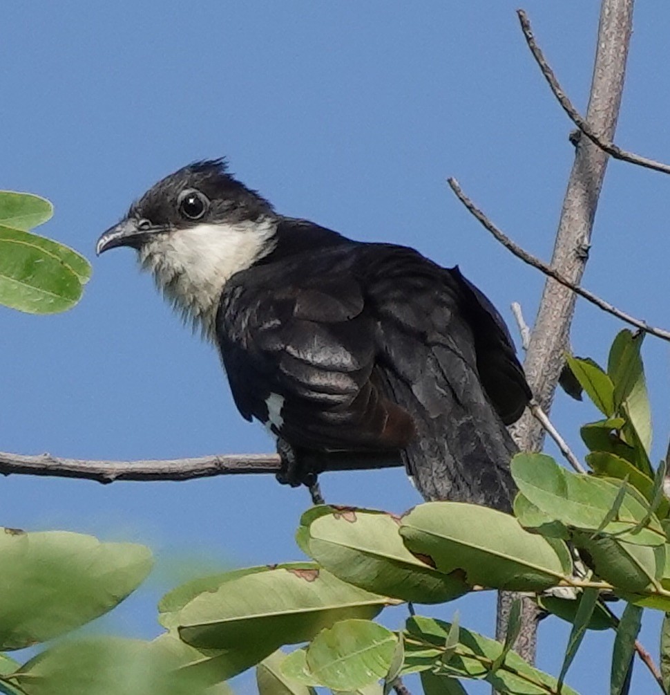 Pied Cuckoo - ML460993871