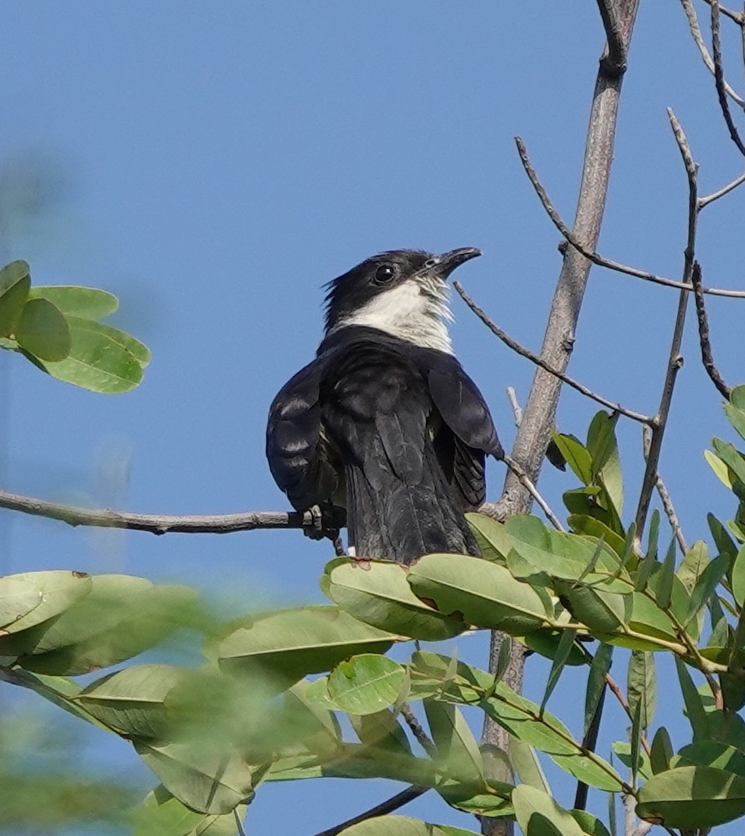 Pied Cuckoo - ML460993881