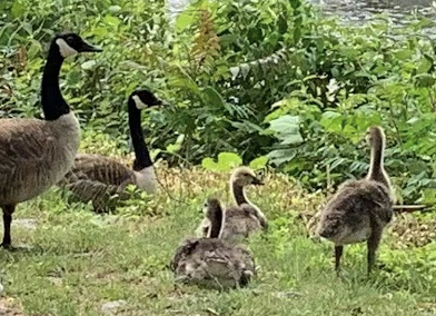 Canada Goose - ML460994441