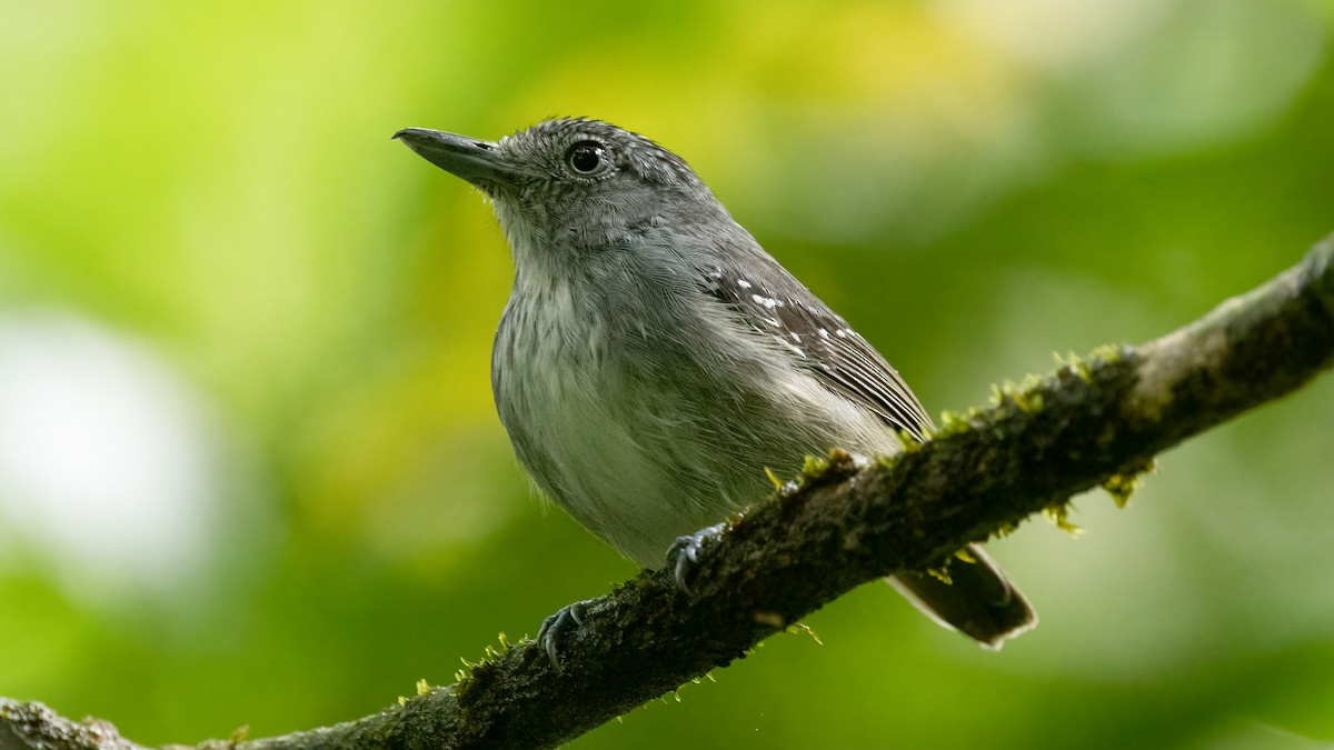 Spot-crowned Antvireo - ML460996121