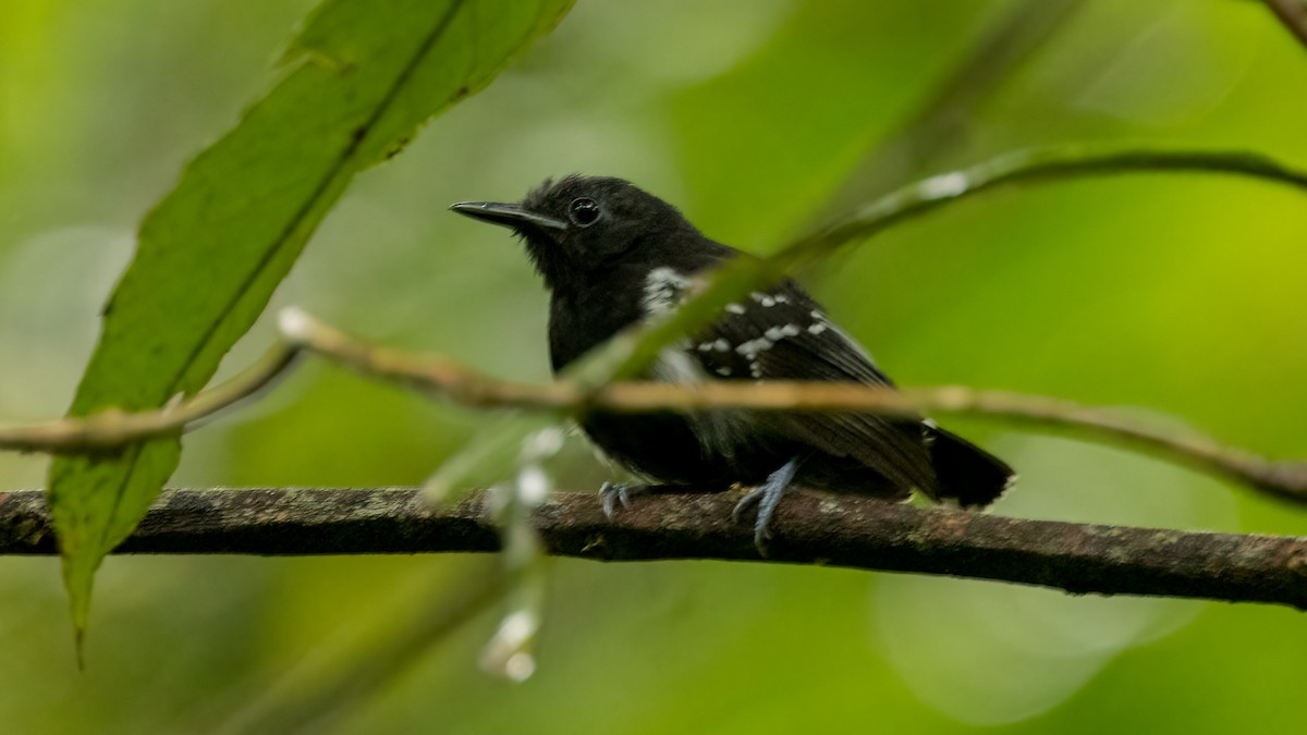 White-flanked Antwren (White-flanked) - ML460996141