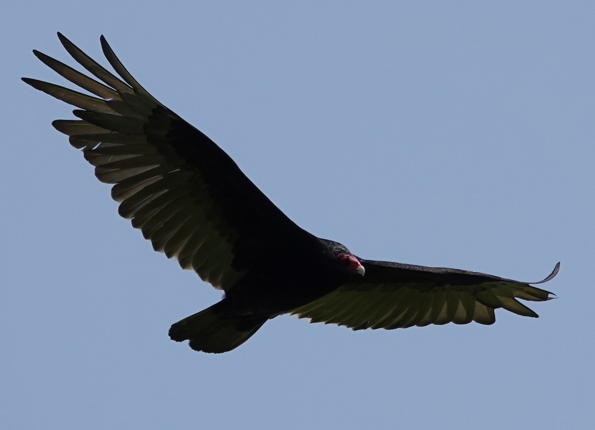 Turkey Vulture - ML460996301