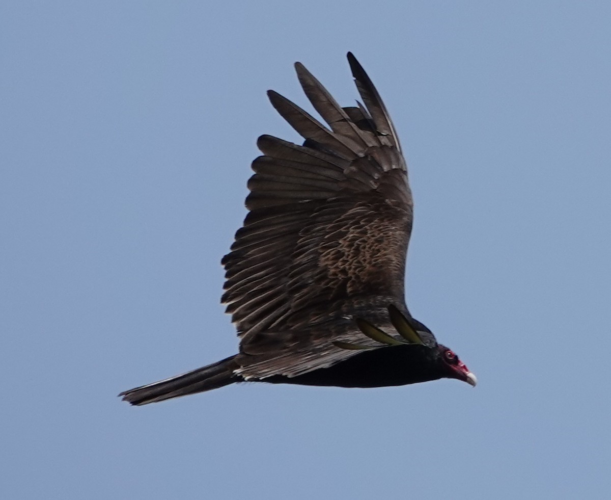 Turkey Vulture - ML460996351