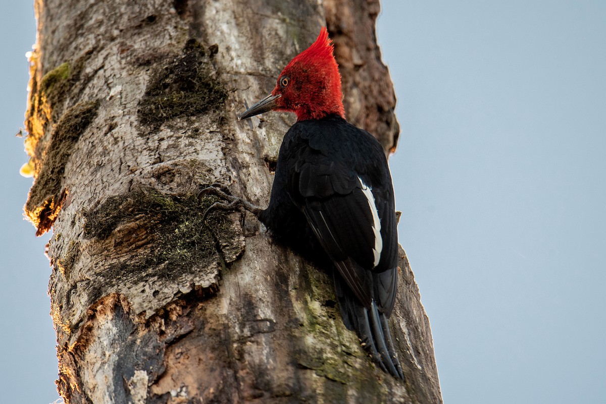 Magellanic Woodpecker - Tamara Catalán Bermudez