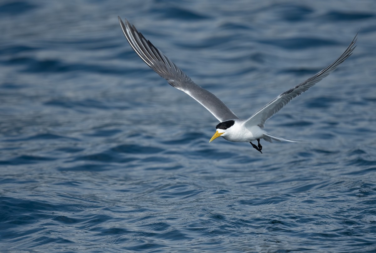 Great Crested Tern - ML460997881