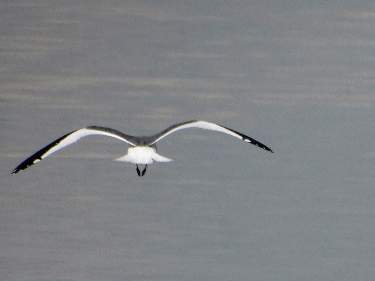 Sabine's Gull - ML460997901