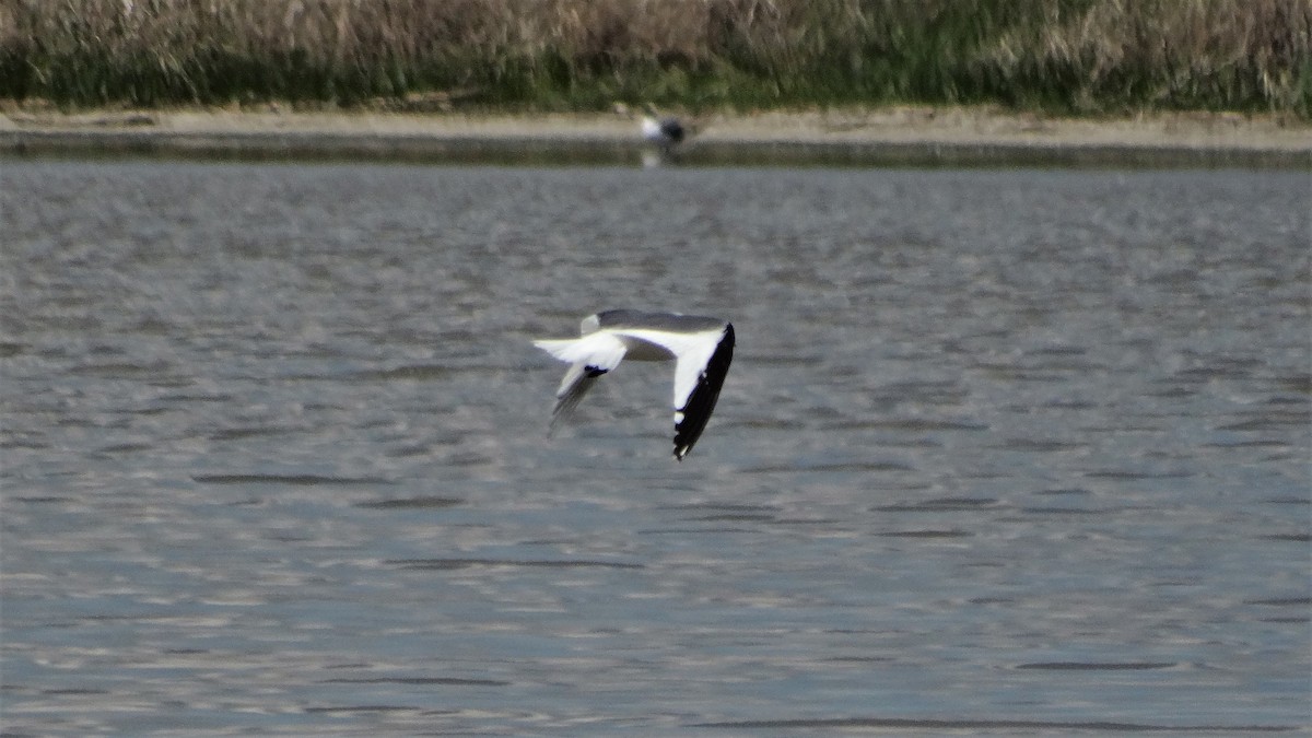 Sabine's Gull - ML460997921