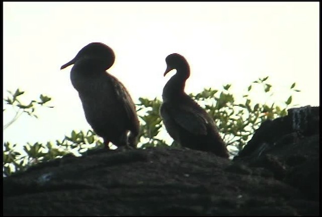 Flightless Cormorant - ML460998