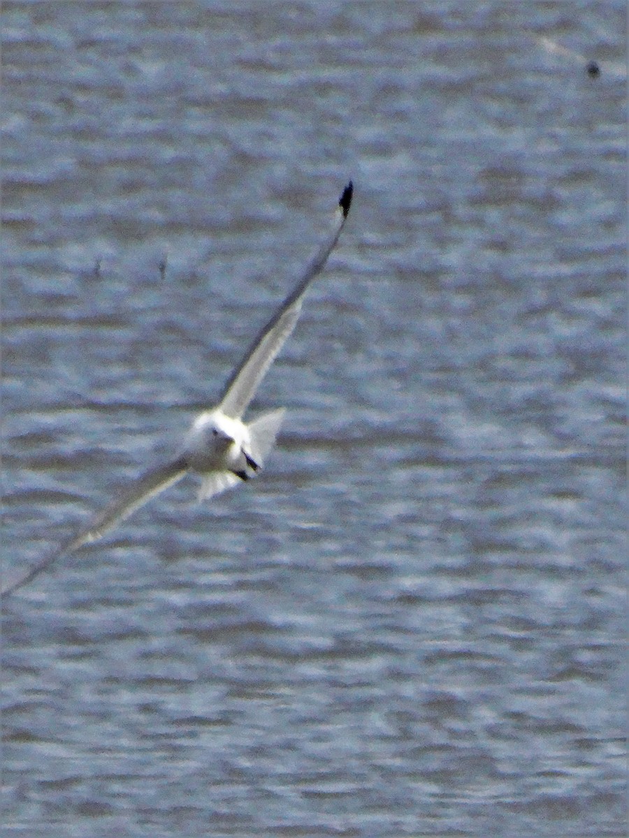 Black-legged Kittiwake - Mike Russum