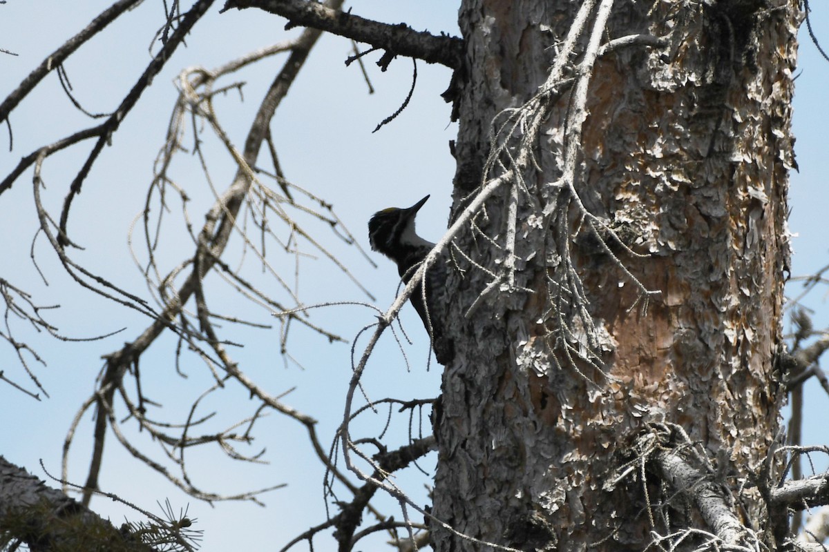 American Three-toed Woodpecker - ML460998271