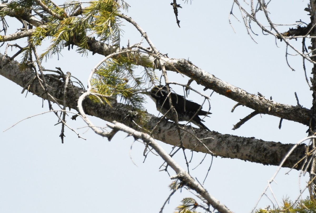 American Three-toed Woodpecker - ML460998281