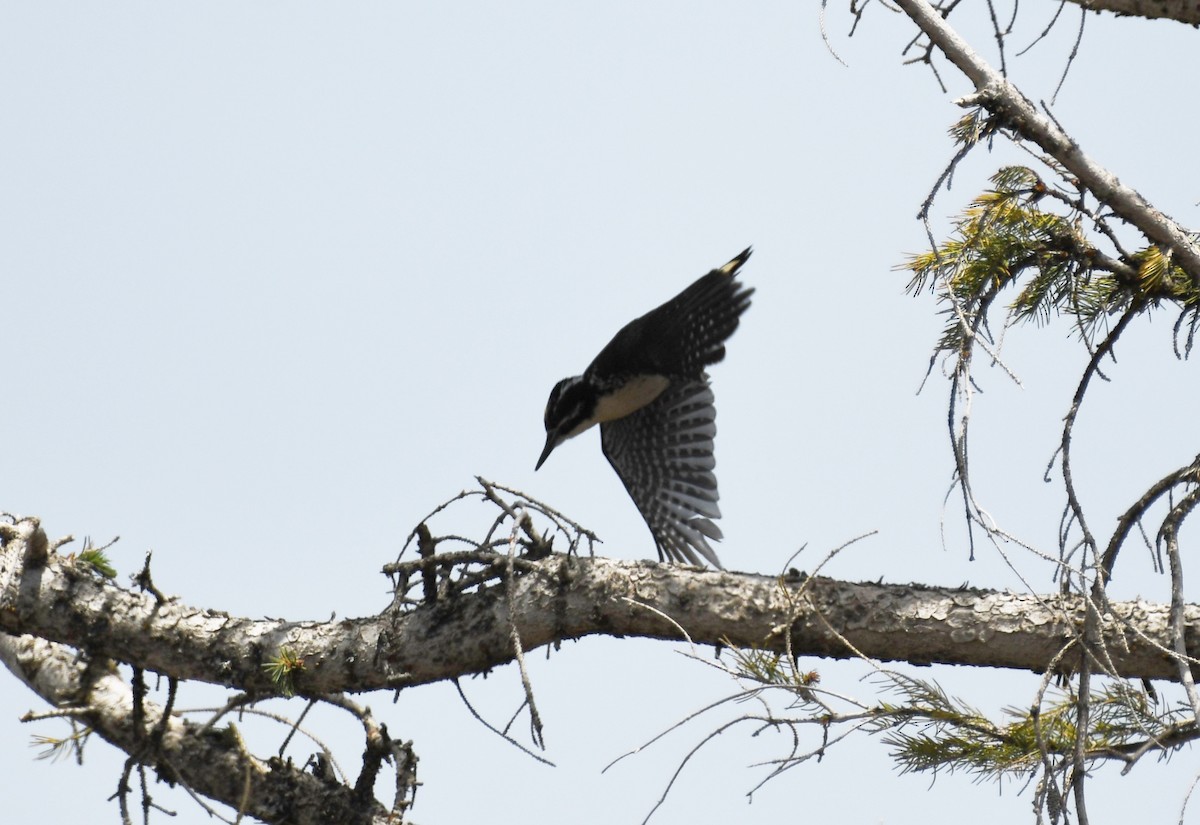 American Three-toed Woodpecker - ML460998291
