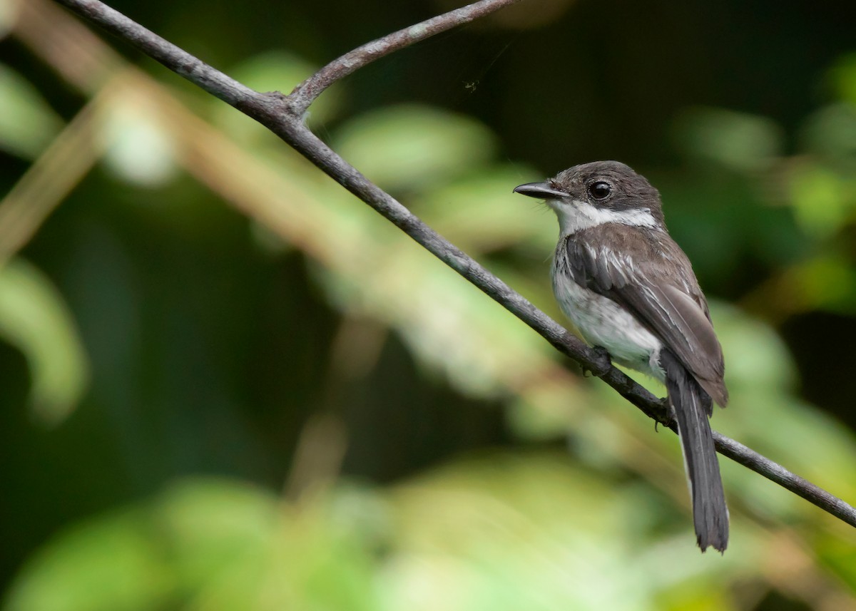 Bar-winged Flycatcher-shrike - Ayuwat Jearwattanakanok