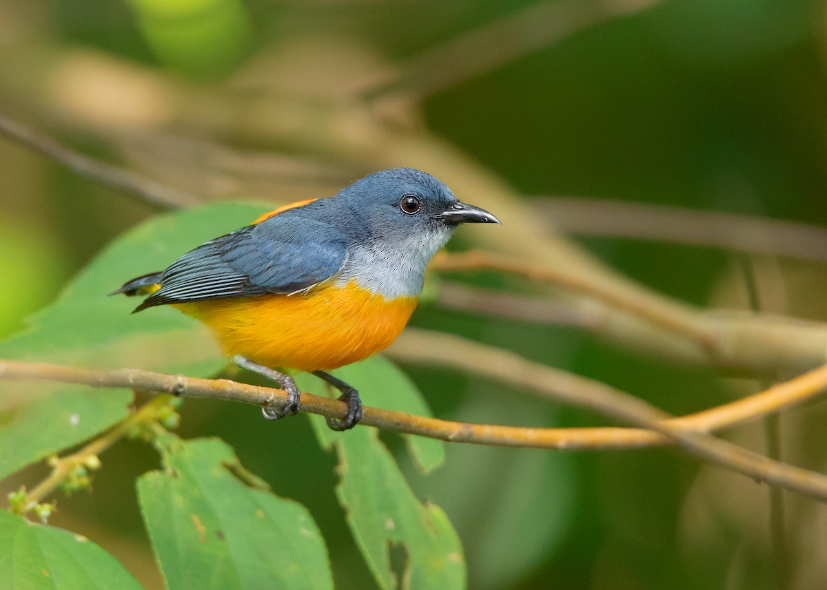 Orange-bellied Flowerpecker - Ayuwat Jearwattanakanok