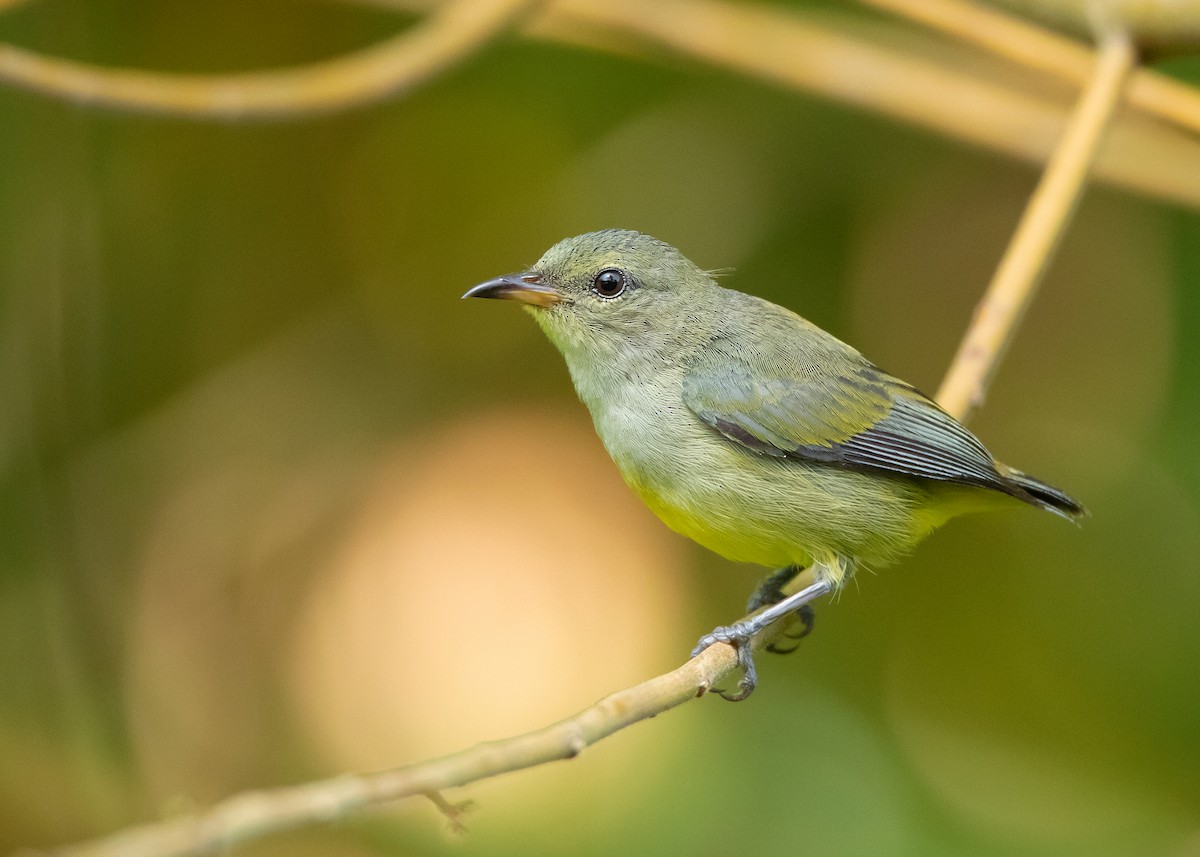 Orange-bellied Flowerpecker - Ayuwat Jearwattanakanok