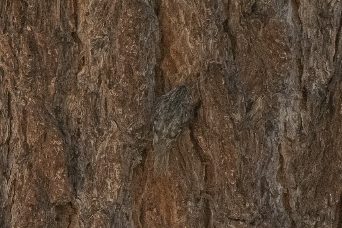 Brown Creeper - ML460999151