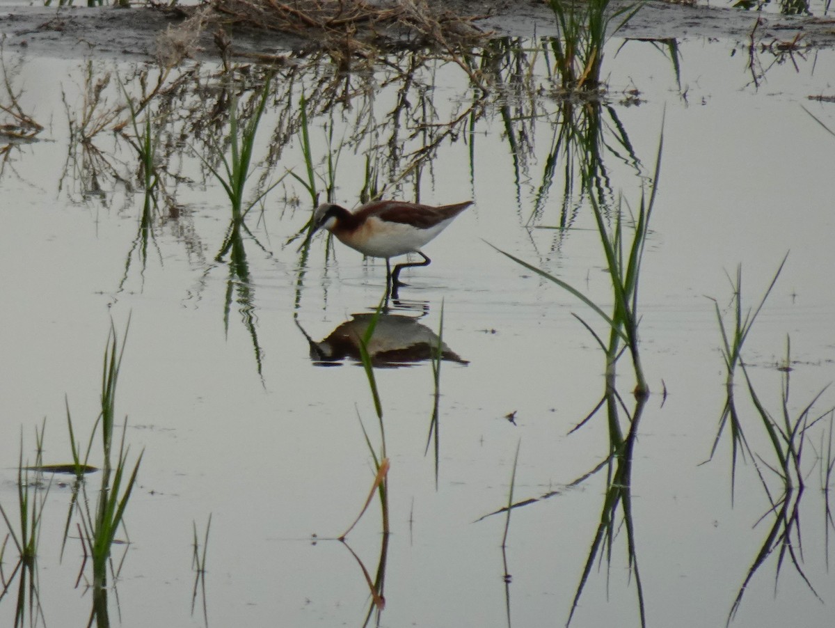 hvithalesvømmesnipe - ML460999251