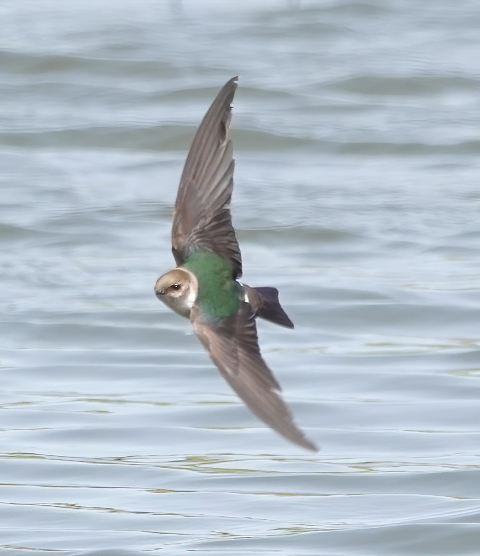 Violet-green Swallow - ML460999391