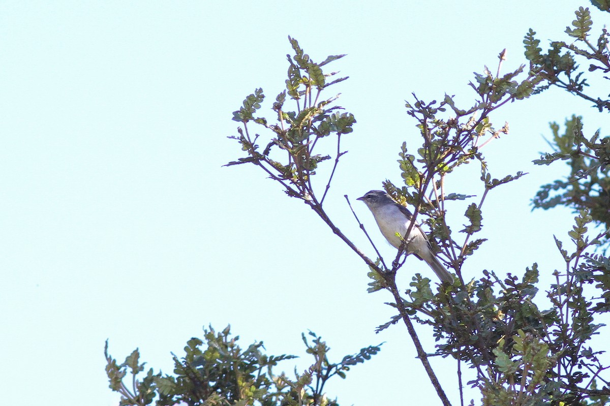 Superciliaried Hemispingus (White-bellied) - Steve Kelling