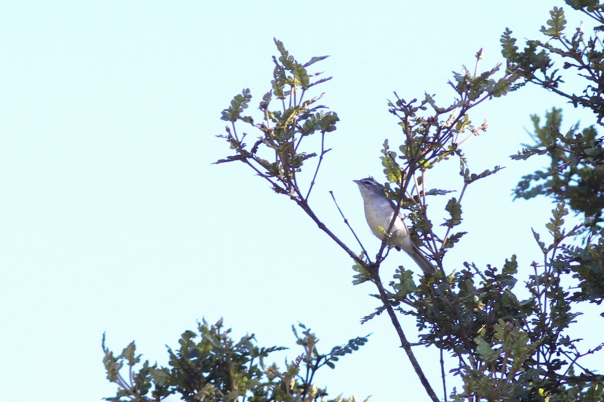 Superciliaried Hemispingus (White-bellied) - ML46099951