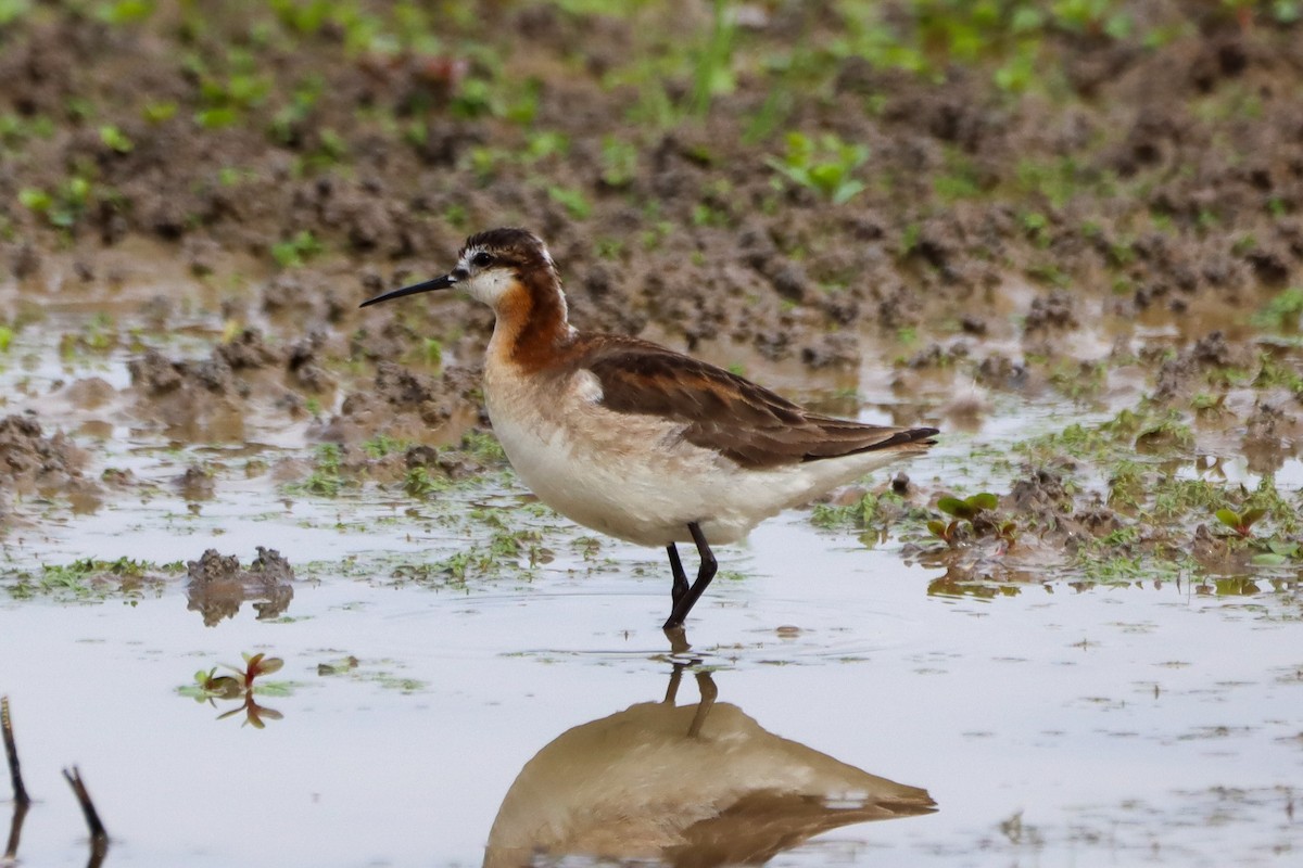 Wilson's Phalarope - ML461001021