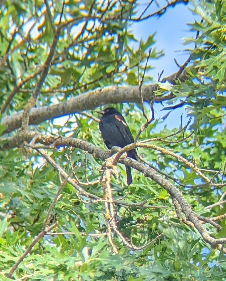 Tricolored Blackbird - ML461001041