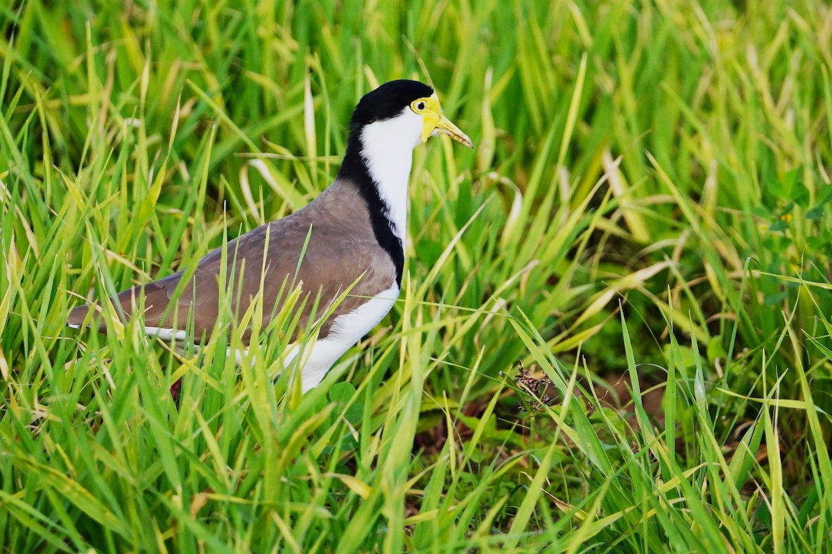 Masked Lapwing (Black-shouldered) - ML461003521