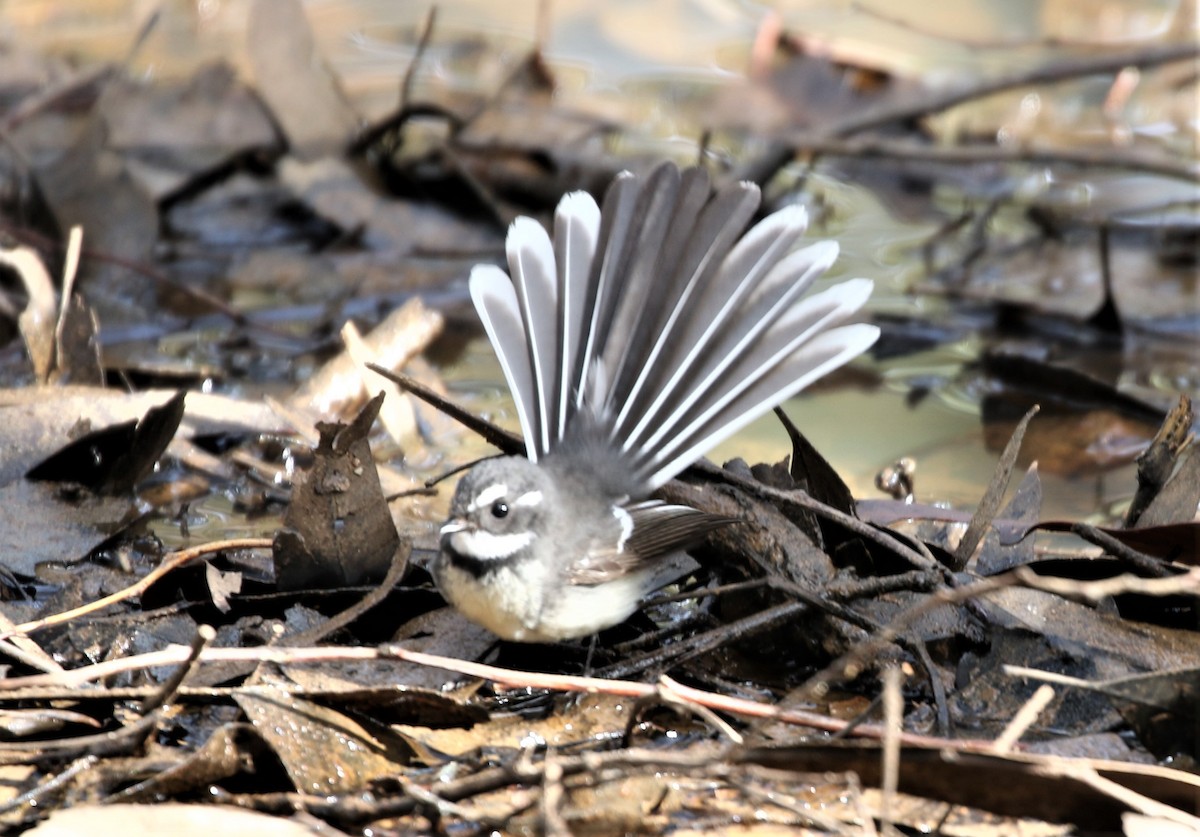Gray Fantail - Bob Sinclair