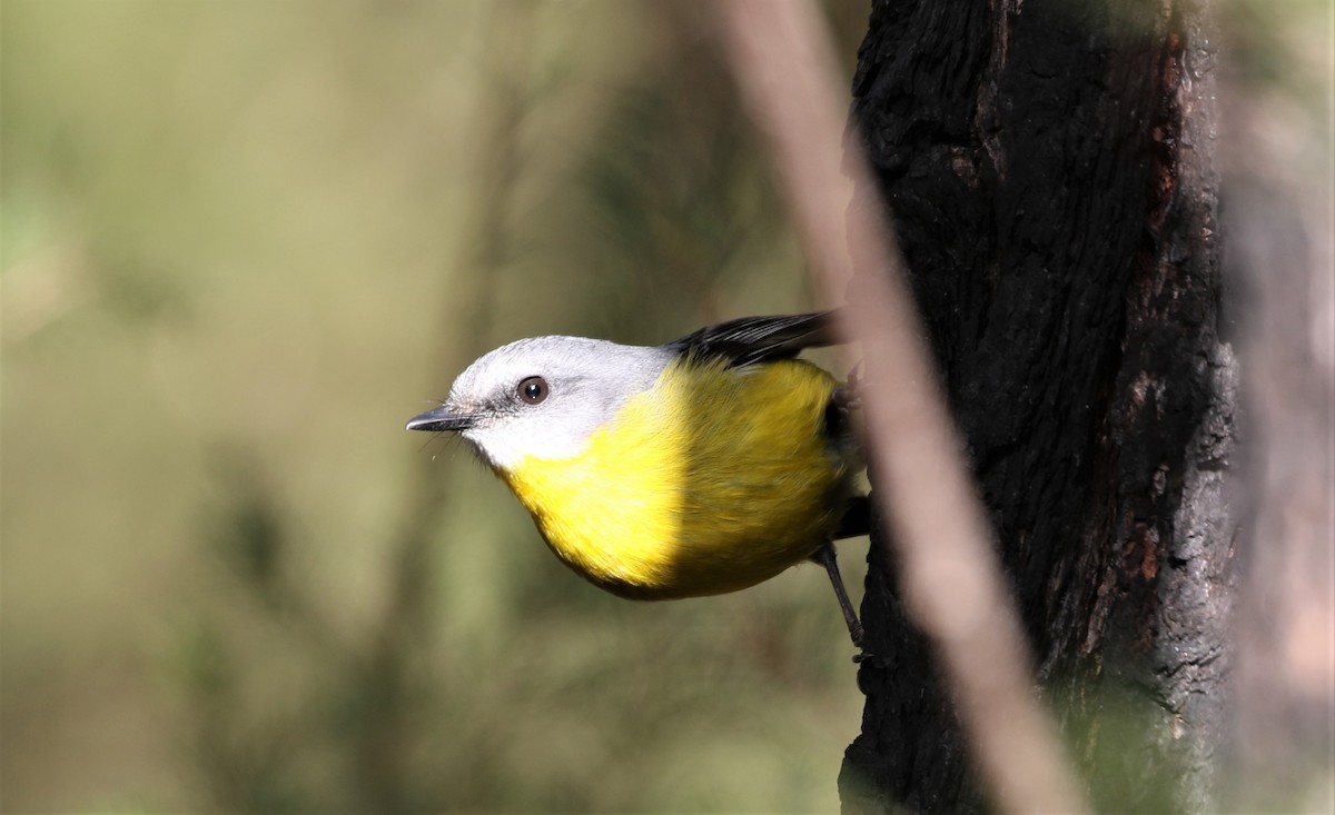 Eastern Yellow Robin - ML461003671