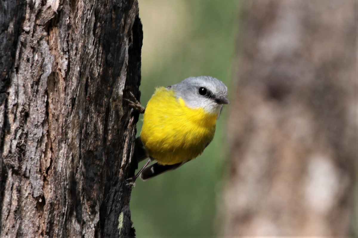Eastern Yellow Robin - ML461003811