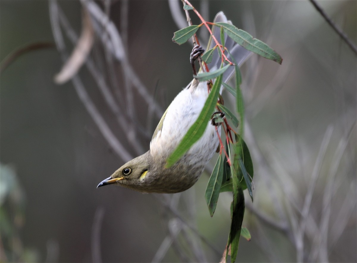 Fuscous Honeyeater - ML461004281
