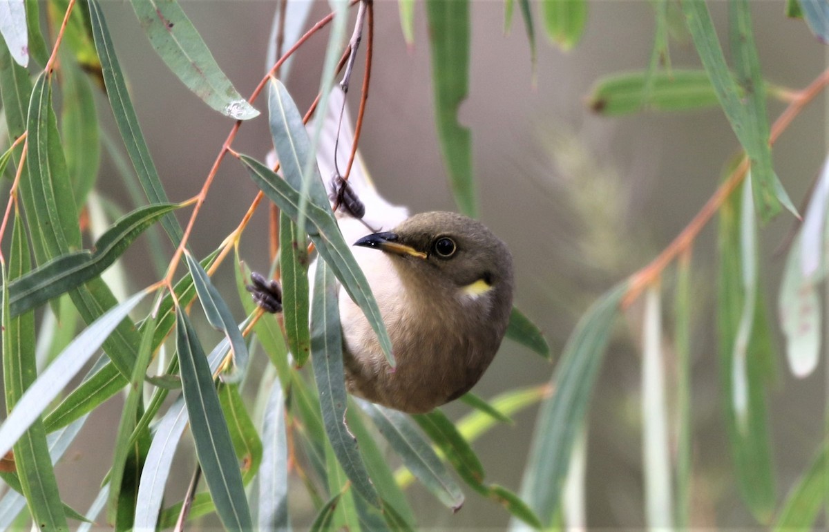 Fuscous Honeyeater - ML461004321