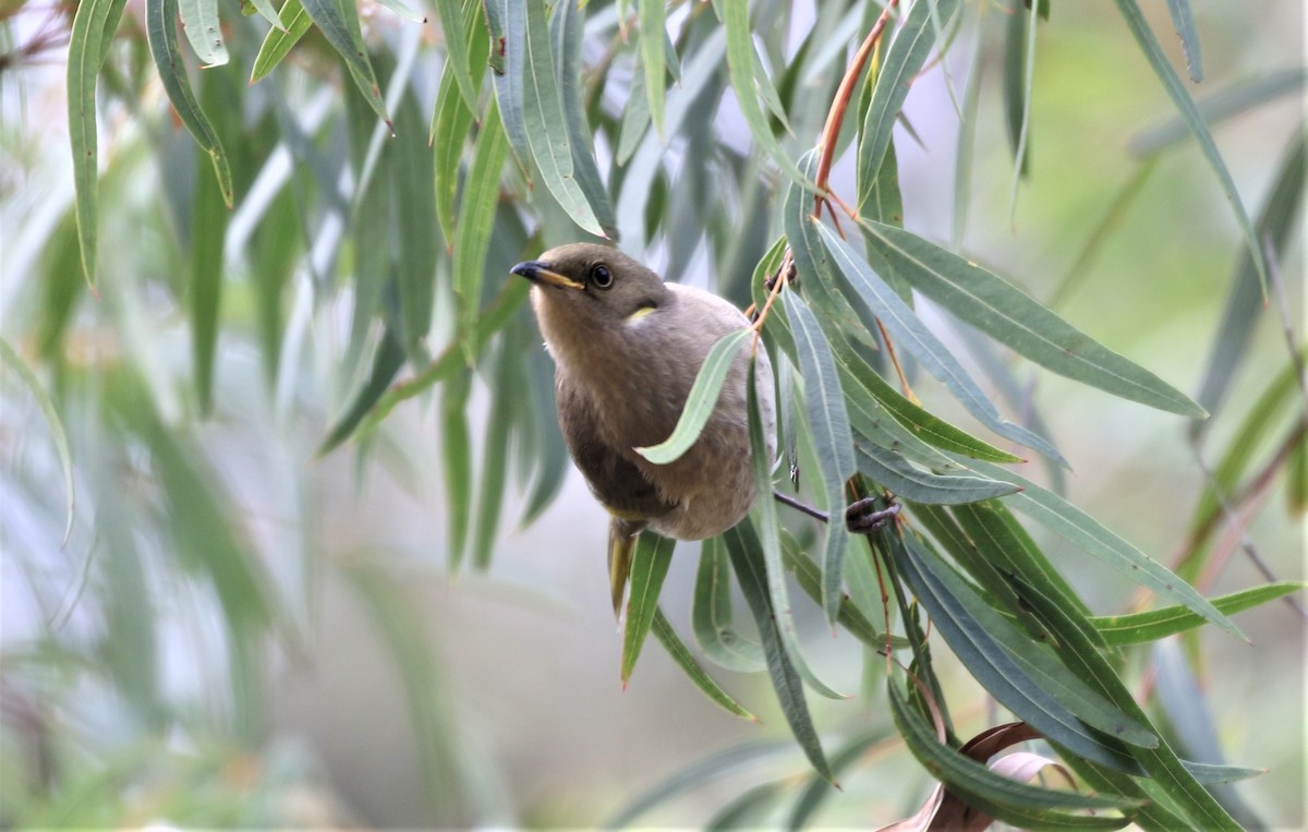 Fuscous Honeyeater - Bob Sinclair