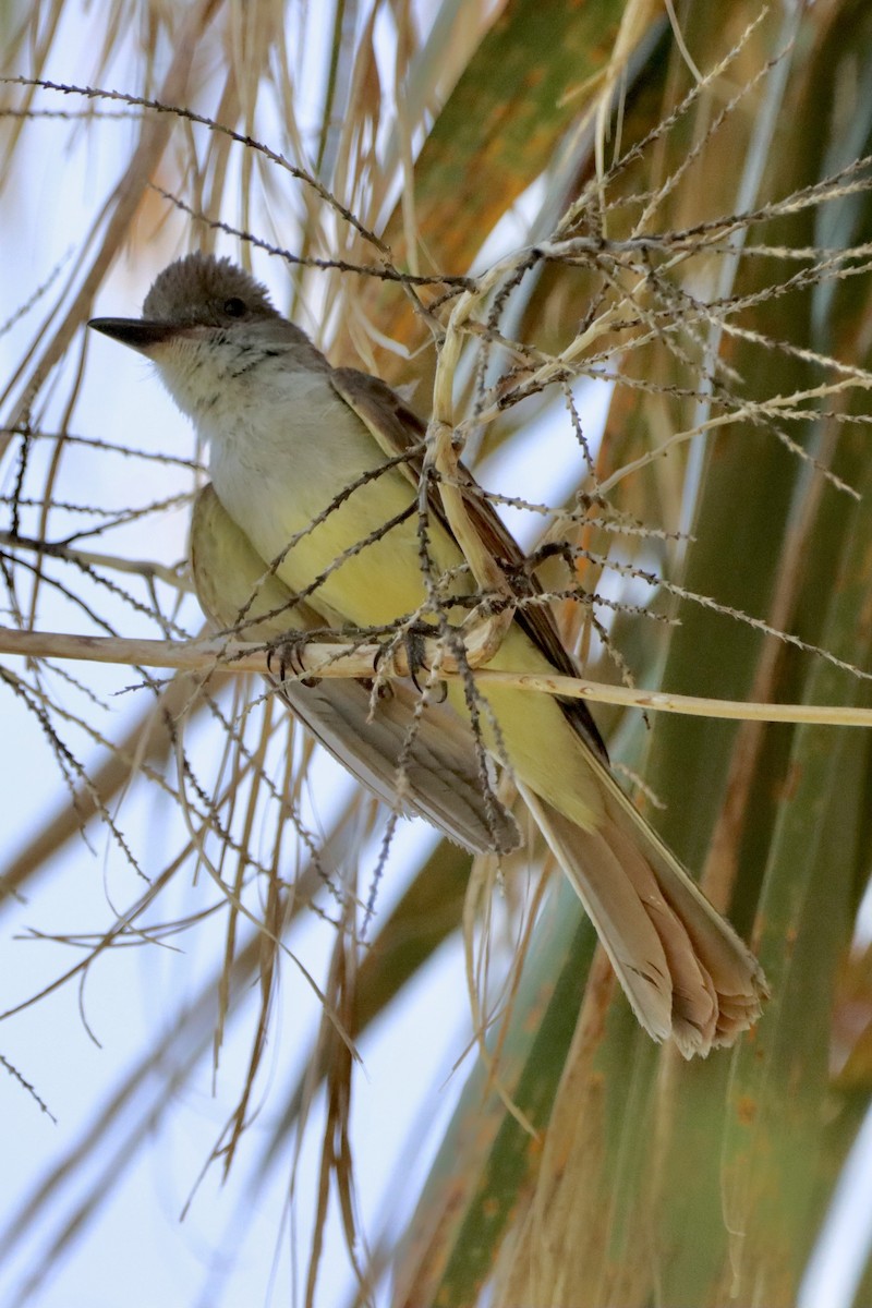 Brown-crested Flycatcher - ML461005941