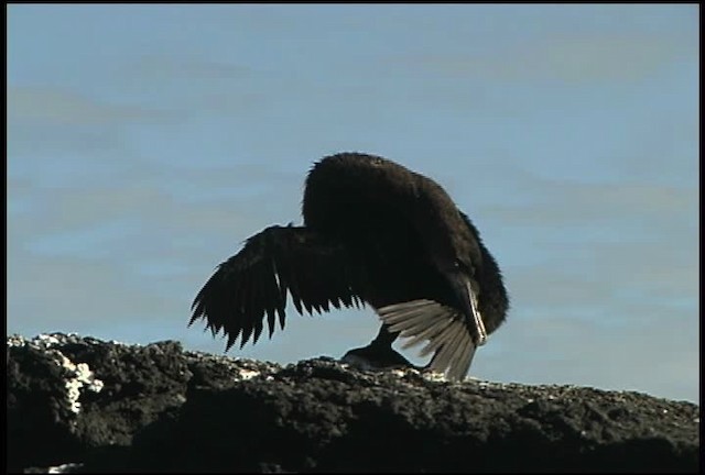 Flightless Cormorant - ML461006