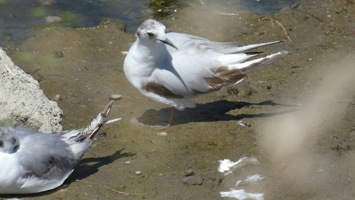 Little Gull - ML461006741