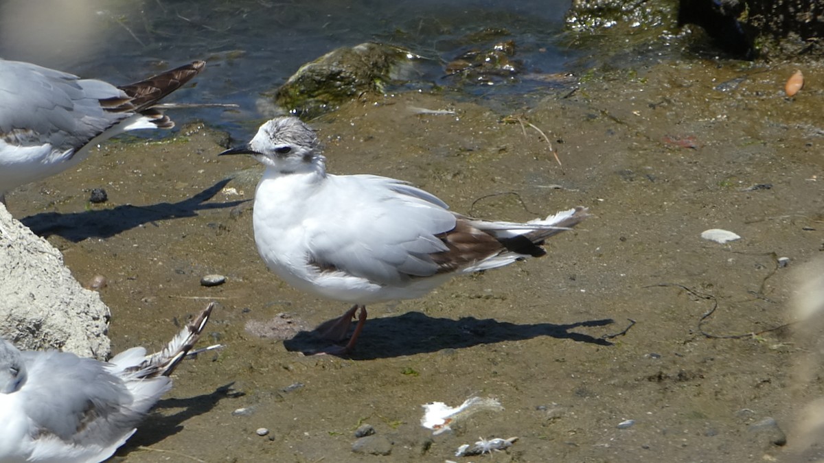 Little Gull - ML461006751