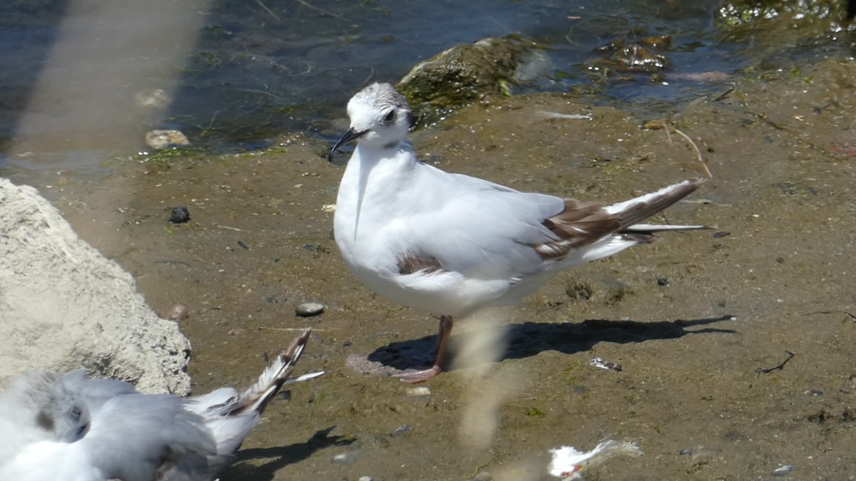 Little Gull - ML461006761