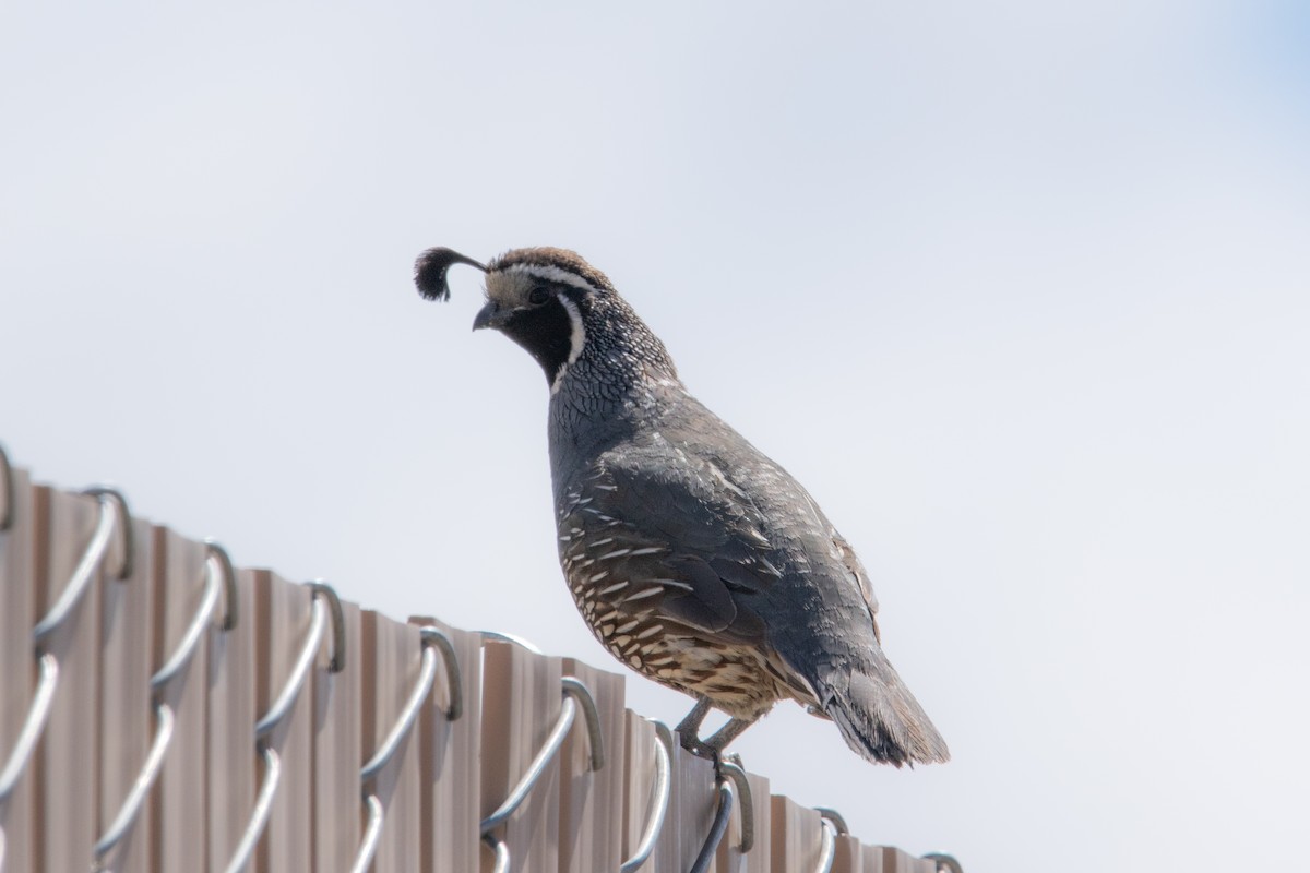 California Quail - ML461006871