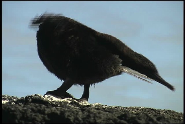 Cormorán Mancón - ML461007