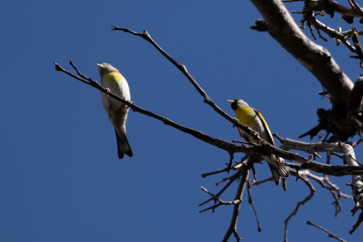 Lawrence's Goldfinch - ML461007291