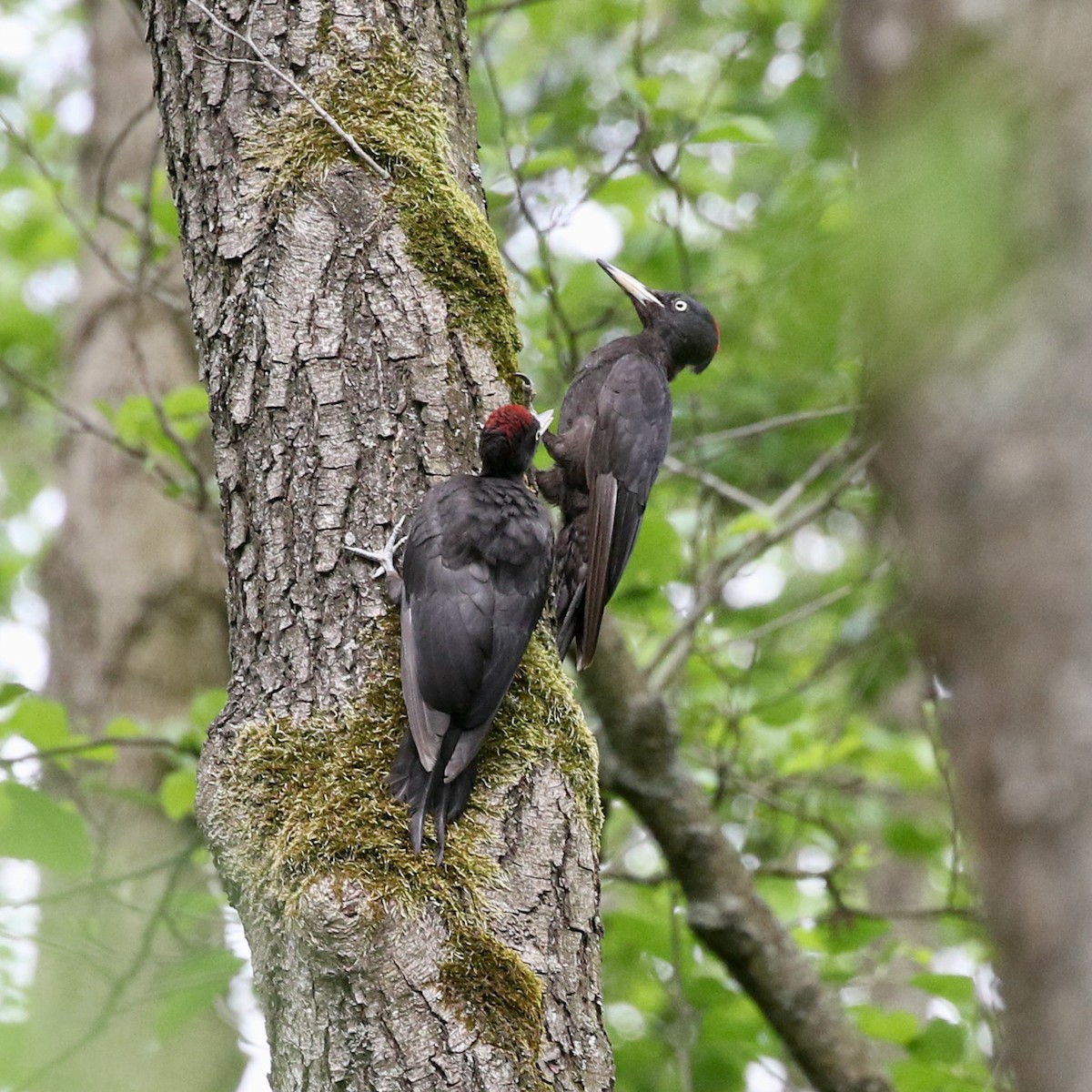 Black Woodpecker - ML461007301