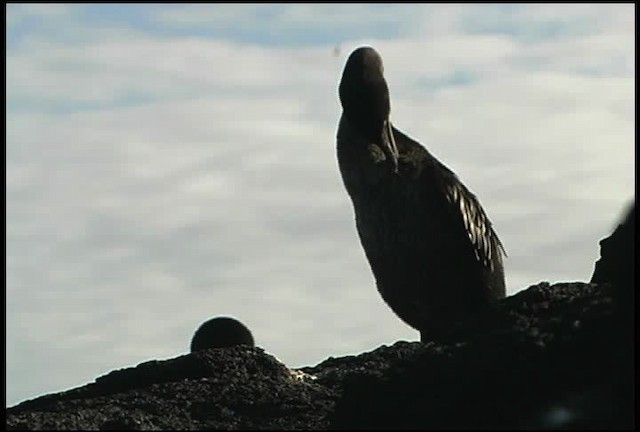 Flightless Cormorant - ML461008