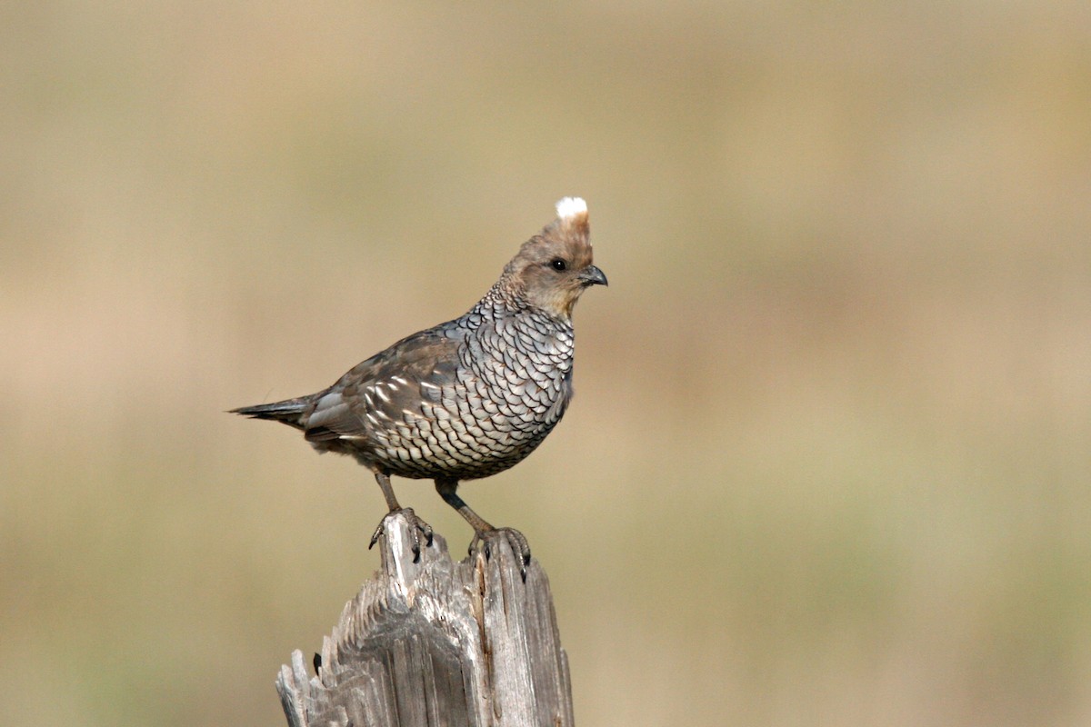 Scaled Quail - David Disher
