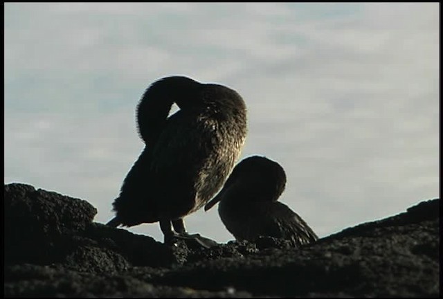 Flightless Cormorant - ML461009