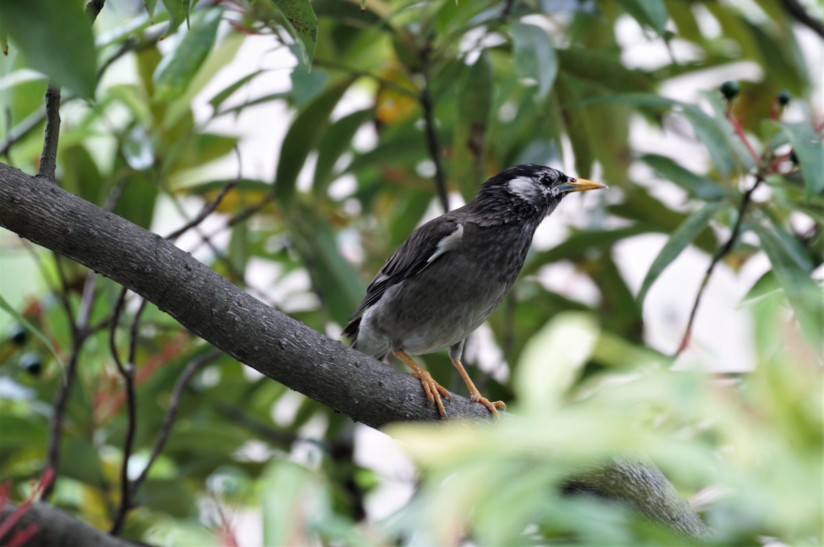 White-cheeked Starling - ML461012151