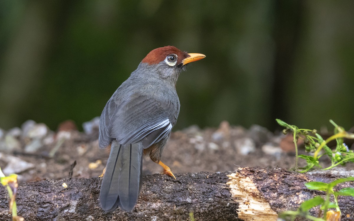 Chestnut-capped Laughingthrush - Ashraf Anuar Zaini