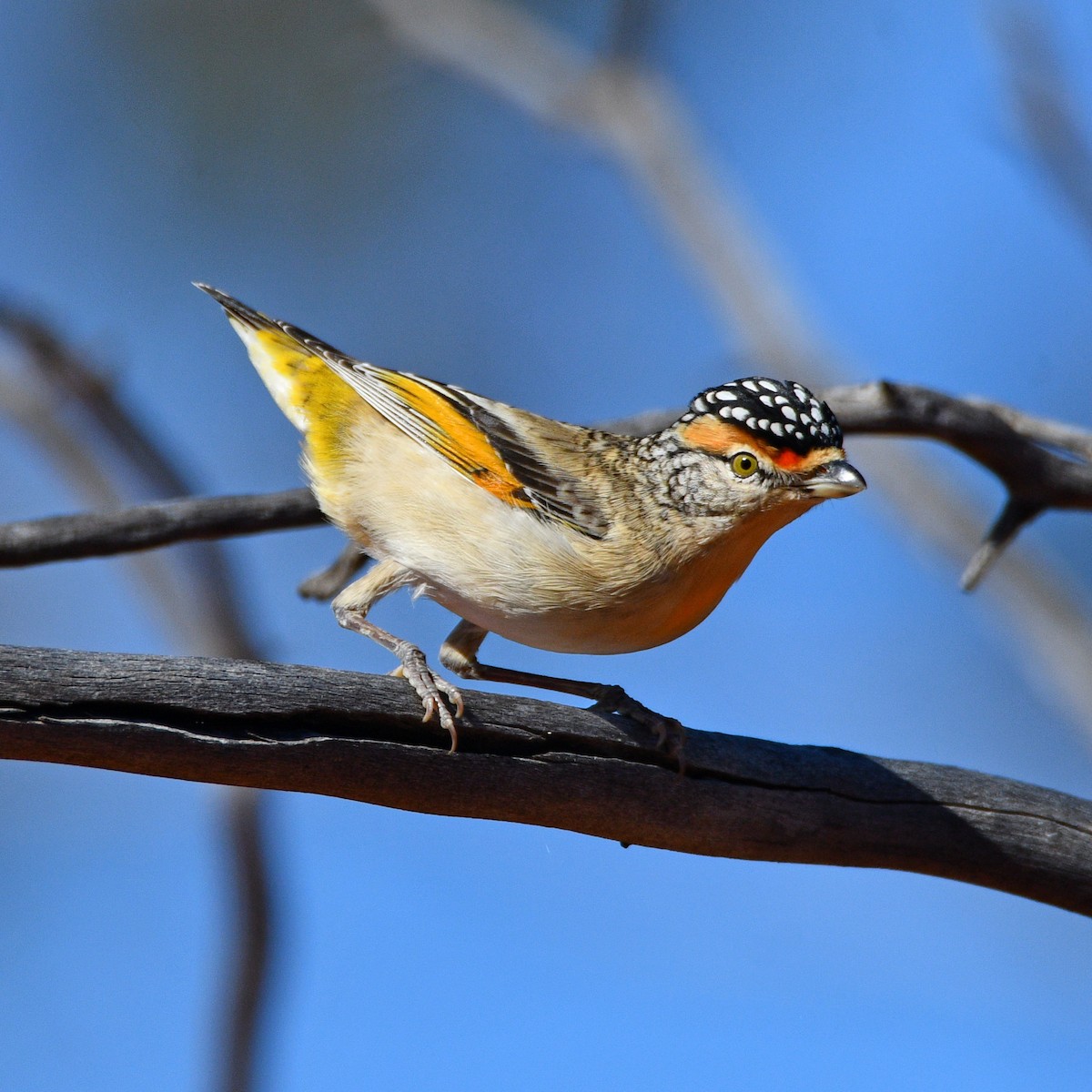 Red-browed Pardalote - Peter & Shelly Watts