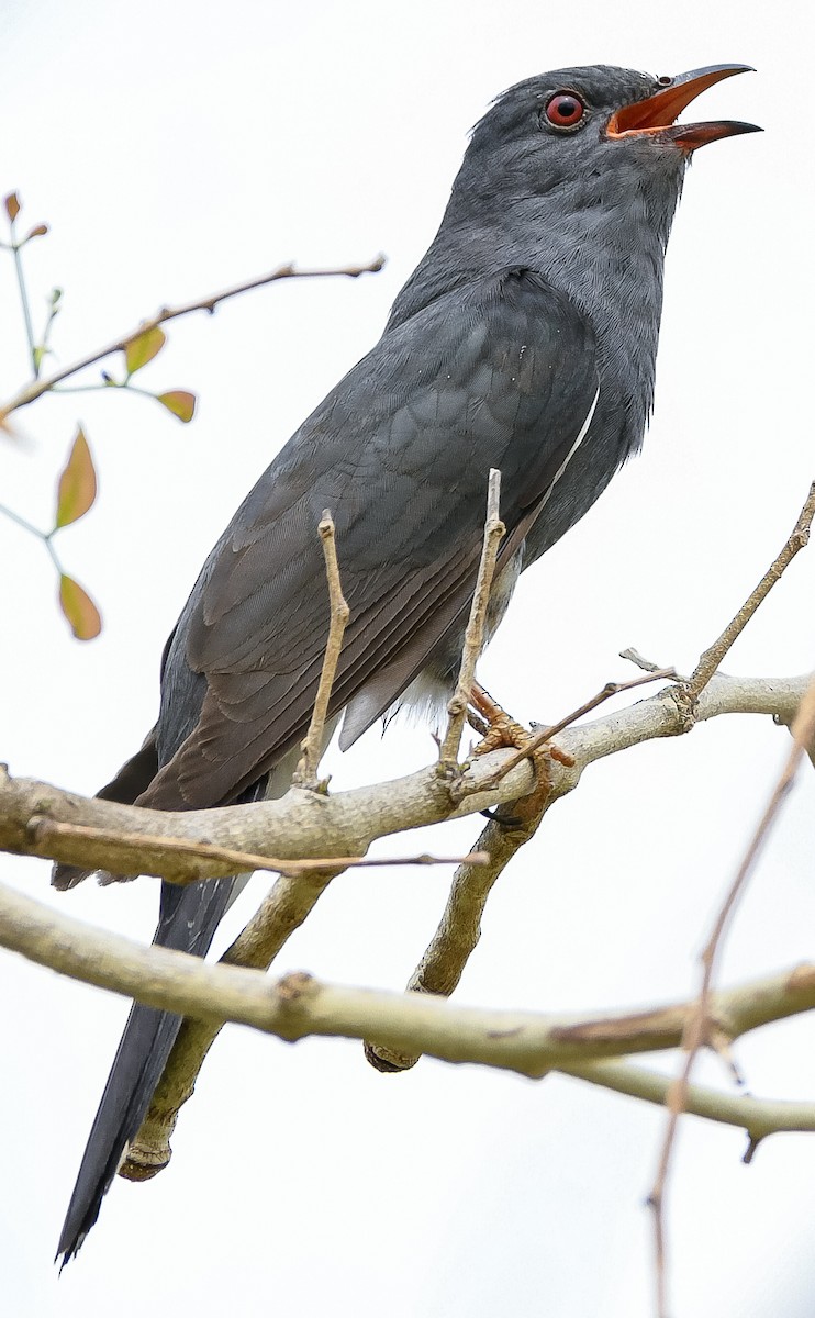 Gray-bellied Cuckoo - ML461013561