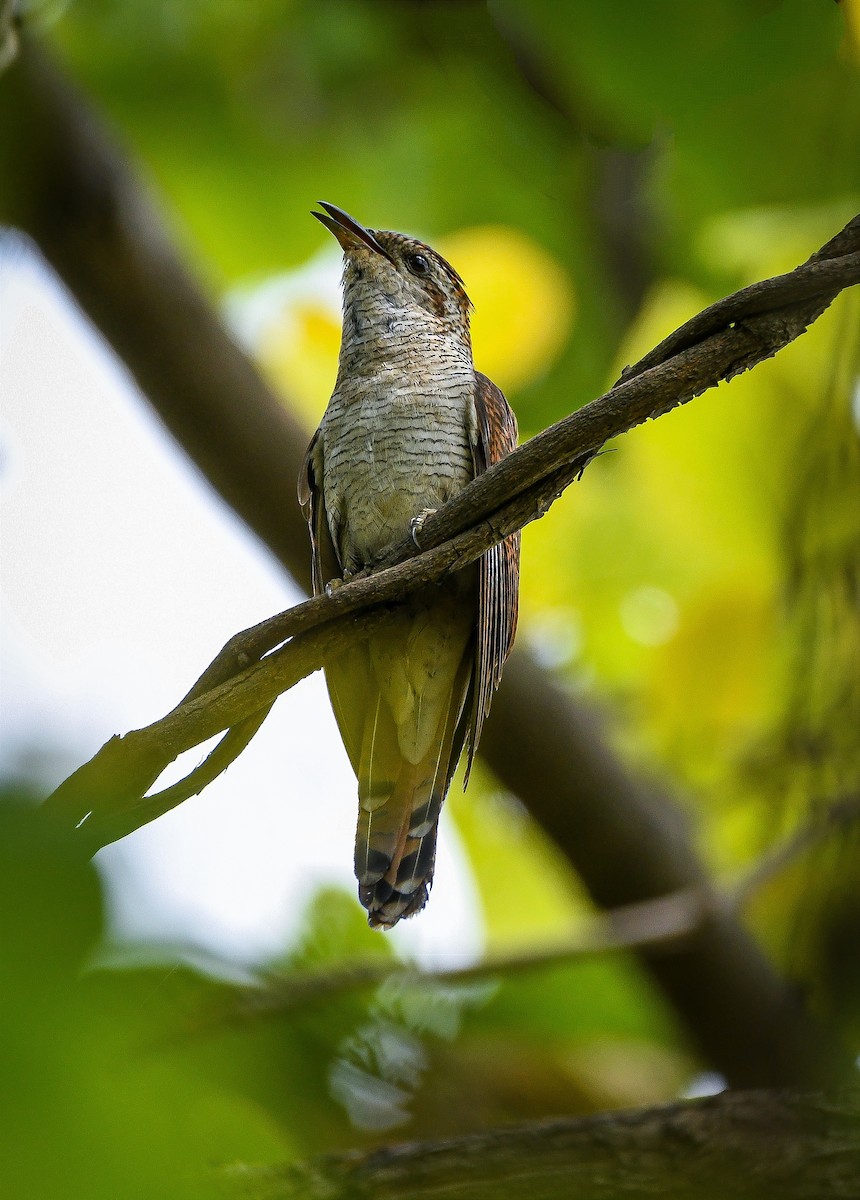 Banded Bay Cuckoo - ML461013601